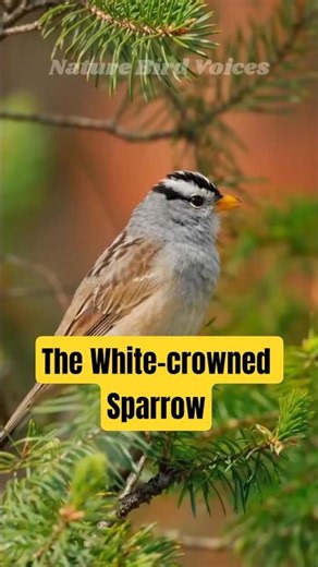 The White-crowned Sparrow #birds #birdsong #birdsounds