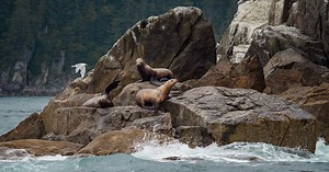 Sightseeing Tours | Alaska Coastal Explorer