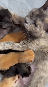 308K views · 5.6K reactions |  Mom Victoria’s 16-Day Update! This...