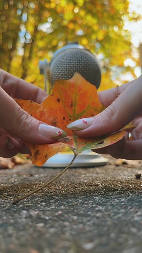 Autumn leaves falling down like pieces in to place 🍂🫶🏻🍁✨🧡 #asmr #asmrsounds #asmrvideo #asmrtiktok #asmrtok #tappingasmr #asmrtappingsounds #nomouthsoundsasmr #notalkingasmr #fallasmr #autumnasmr #natureasmr #outdoorasmr #crinkleasmr #crunchyasmr