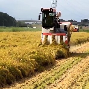 3.3K views · 19 reactions | Rice harvesting in Japan. | Viralkan | Facebook