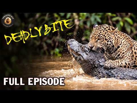 WILD AMAZON | When Survival is in the Hands of Predators | Nature Animal Documentary