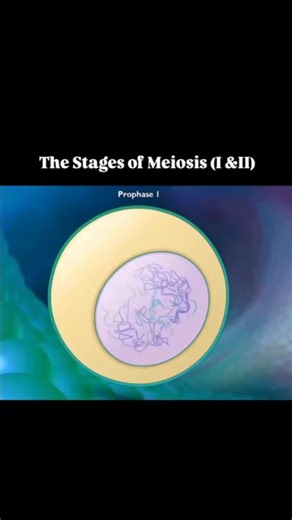 Understanding the Stages of Meiosis in Cell Cycle