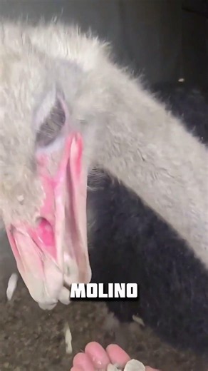 Why do ostriches eat stones? #farming