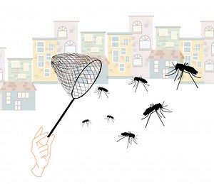 The art of catching mosquitoes - Mosquito Alert