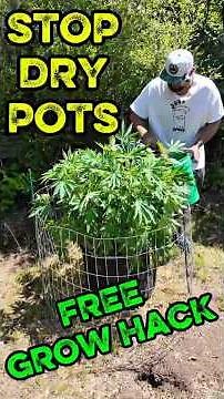 Stop Watering Every Day! This Simple Hack Saves Your Plants