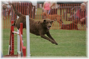 About Chesapeakes - Chesapeake Bay Retriever Club