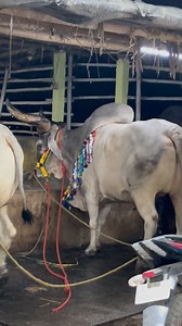 1K reactions · 16 shares | Monster of Alimuddin 2025 biggest kankrej ox #trendingreelsvideo #Cattle #farm #dairyfarmlife #thebestandthebiggestgenerationox #trendingkankrejof2025 #viral #volger @alhamdulillah_cow_ox_lover @khan_saab_cattle_farm @kolkata_cow_mandi @my_cows_yard | Abdul Adeem | Facebook