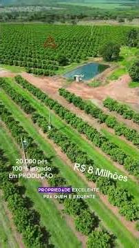 Farm with irrigated orange orchard in production for sale in Campina Verde, MG