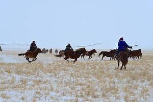 Life on horseback: ESL/EFL Lesson Plan and Worksheet