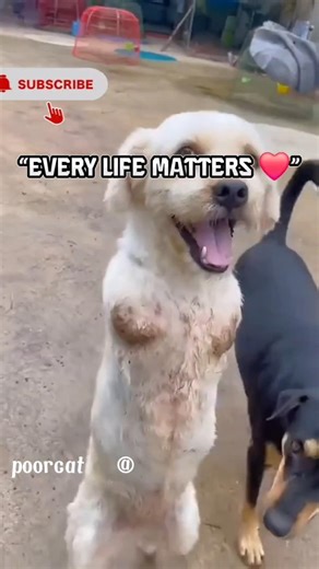 He was left alone… no one cared 💔🐶#animals #dog #shots #song#sad