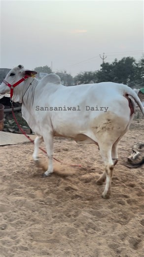 Sansaniwal Dairy Farm on Instagram: "Daughter of HSB Haryana Bull - Cheetah"