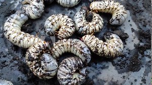 Large white beetle larvae prefer to lay their eggs in animal droppings, White larva of the stag beetle is large worm, Cow dung beetle worms are pest