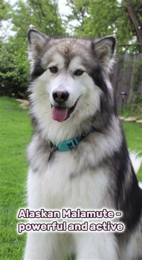 🐕 Big Dogs That Melt Your Heart 🐾