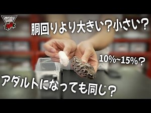 [Depending on the weight] Explaining the size and frequency of ball python feeding! #Pets #Animal...