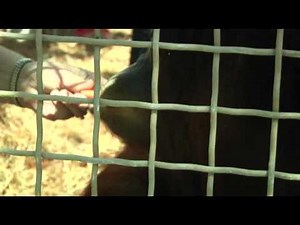 Apes With IPads: Using Technology to Communicate