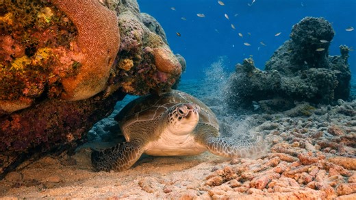 Η ζωή κάτω από την επιφάνεια που λίγοι βλέπουν