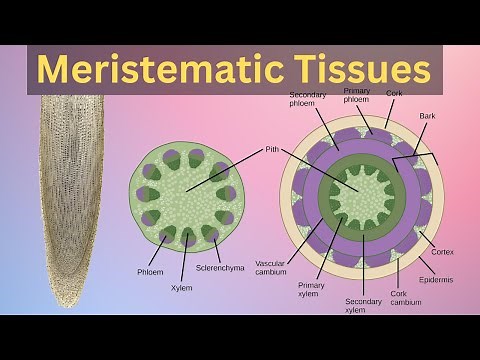 Meristematic tissues in plant, Meristematic tissues in plants class 11,Meristematic tissues class9