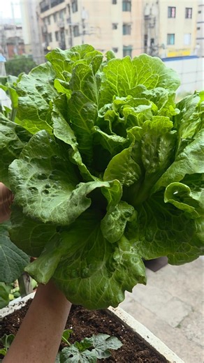 I grew lettuce on my balcony and it grew as big as cabbage #LittleHappiness #BalconyGarden #Growi...