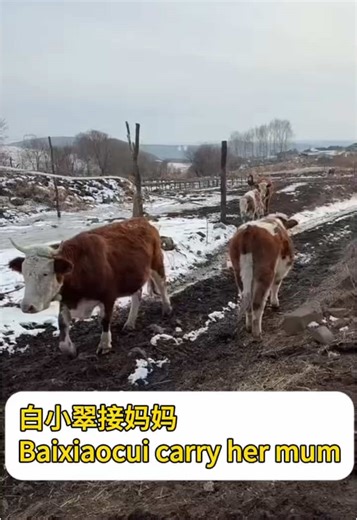 白小翠接妈妈 Baixiaocui carry her mum