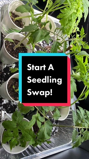 Seedling swap haul! I’m so excited to have new seedlings and trade with my local gardeners. Gardeners are the best! #seedswap #seedlings #growfood #gardenersoftiktok #gardenerslife #gardeners