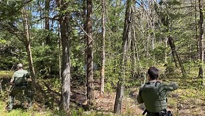 Several wardens just happened to be within a few miles of each other and a problem bear in the town of Winhall today. Cracking shells, rubber bullets, and paintballs were deployed to try and get this bear to move out of the area and stop getting into trash. | Vermont Game Warden Association