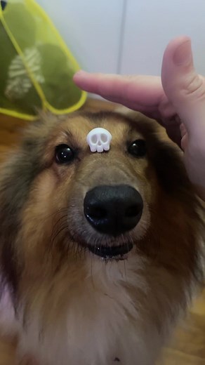 What the doge #fyp #ophirdoggo #foryoupage