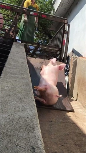 Pig Farmer Safely Loading Pigs into a Truck | Educational Purpose Only
