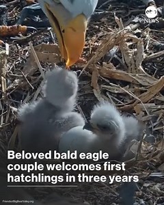 1.1M views · 26K reactions | Bald eagles Jackie and Shadow gained worldwide popularity in 2023 when live camera footage captured eggs in their Southern California nest. But their eggs failed to hatch. Now, the couple has welcomed two new chicks — their first hatchlings in three years. https://abcnews.visitlink.me/hC-9UQ | ABC News | Facebook