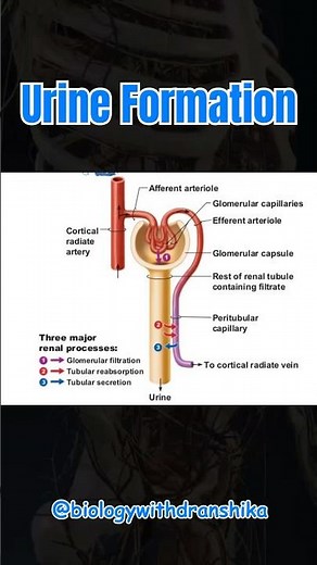 Journey of Urine Formation: Filtration, Reabsorption & Excretion!" 🚰💧