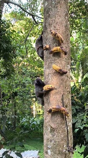leapin lizards! It's marmosets🐒🛠️