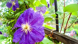 Die Waldrebe ist eine beliebte Kletterpflanze – doch die Clematis braucht besondere Pflege, damit sie ihre schönen Blüten zeigt! | selbst | Facebook