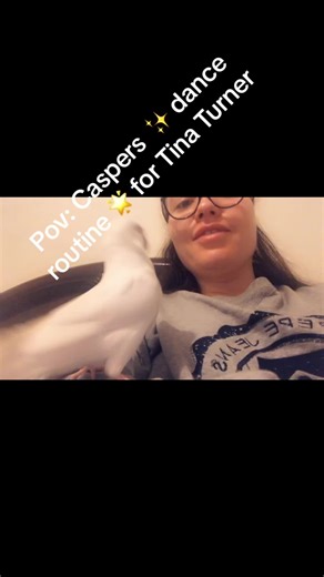 Caspers dance routine for Tina Turners Nutbush. She has about eight dance moves that is carefully chooses according to the beat of the song. She is stragetic, creative, and loves a good tune! Far moves are wing flick and the swoop. Not all are featured here. Forgives the double chin and camera angles! Casper staying at Grandmas house whilst grandpa is in hospital, her little things are providing much comfort. ##grandparents##tiktok##tiktokpets##pov##talkingbirds##danceroutine##dancingpets##caspe