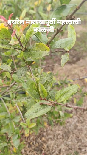 Krishisearch on Instagram: "#agriculture #shetkari #khetibadi🌱🌾 #farmer #किसान"