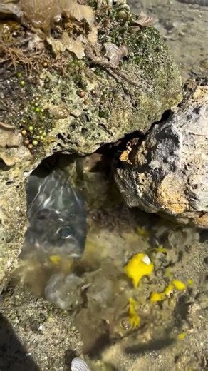 Amazing Fish Hidden Between Rocks | Sea Life Up Close 🐟🌊
