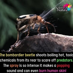 53K views · 2.8K reactions | The bombardier beetle | Colors Of Nature | Facebook