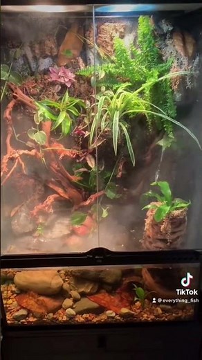 Paludarium Build Start To Finish.