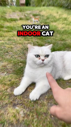 Indoor Cat Problems…🐈💨🏃🏽‍♂️