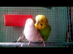Budgie mating call