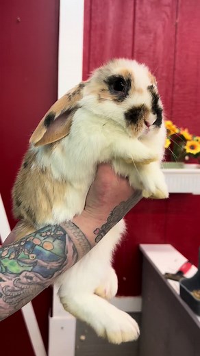 We have sooo many bunnies at NJ Exotic Pets! Come check us out! | rabbits