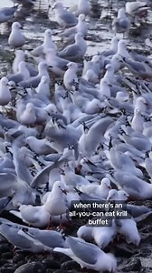 Vote tarāpunga red-billed gull for @Forest & Bird NZ bird of the year! #bird #seagull #tarapunga #nz #dunedin #birdoftheyear #redbilledgull #nzbirds #wildlife