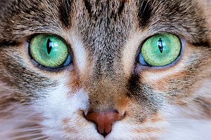 Cat Eye Colors, Ranked from Most Common to Rarest