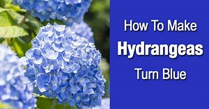How To Make Hydrangeas Turn Blue