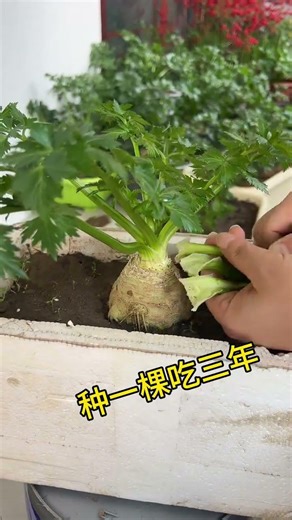 Triple-Year Root Celery Planting Guide