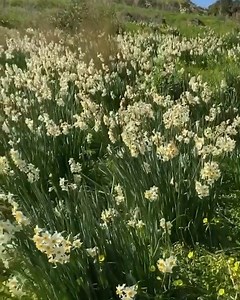 Spring is in the air! You know that Spring is just around the corner when you see these blooming in Malta's countryside! 😍🥰❤️ Ir-Rebbiegħa fil-qrib! Tkun taf li kważi waslet ir-Rebbiegħa meta tara dawn il-fjuri fil-kampanja Maltija! 😍🥰❤️ 🎥 @sajente | Malta Weather