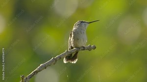 a female ruby throated hummingbird sits on a tree branch and remains vigilant as she stands to fiercely defend her local feeding territory as flowers and other food sources go down in the early fall