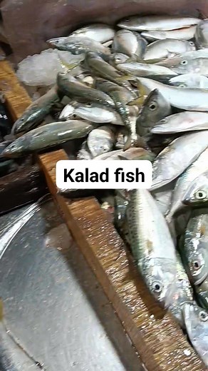 Kalad | Haneefa Kalathil