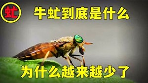 早些年农村随处可见的牛虻，到底是啥？为啥越来越少了？