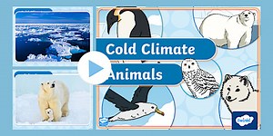 KS1 Cold Climate Animals Photo PowerPoint