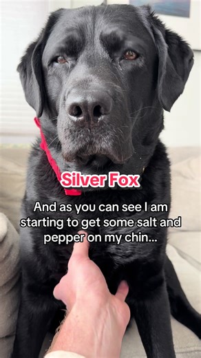 Why do dogs go grey? 🥺 #dogsoftiktok #labrador #fyp | Labrador